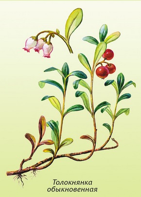 �������� ��������: ���������� ������������, �������� ����, �������� �����.