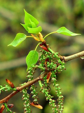 �������� ��������: ������ ������, �������.