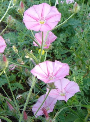 �������� ��������: ������ �������, �������.