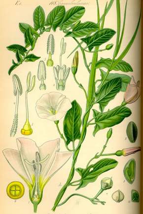 �������� ��������: ������ �������, �������.