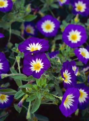 �������� ��������: ������ �������, �������.