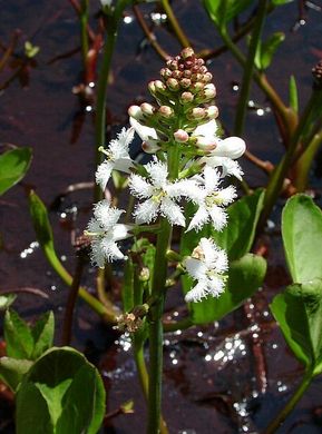 �������� ��������: ����� �����������, �������, ���������� �������, ������������, ��������.