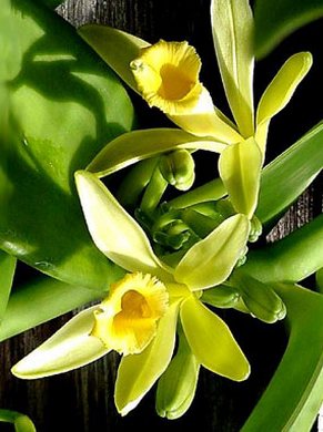 �������� ��������: ������.