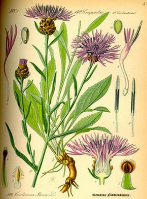 �������� ��������: ����������, �������, ��������, ���������, �������� �������, ��������� �����, ������, ������ ��������. 