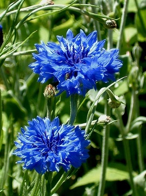 �������� ��������: ������� �����, �������, ������, ������.