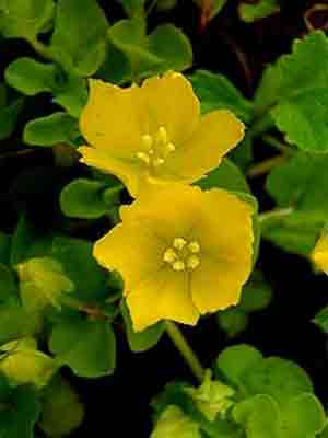 �������� ��������: ��������� �����, �������� �����, ������� ������, ������� �����.