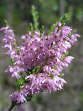 �������� ��������: ������� ��������, ���������� �������, ������, ������������, ����������, �����, ��������� ������������, ���, ��������, ��������, ������� �������� �����, ��������, ���������-�����, ��������, ������, ������� �����, �����, ��������, ������� �������, �������, �����������, ������, ������, ������, ������� �����, �����.