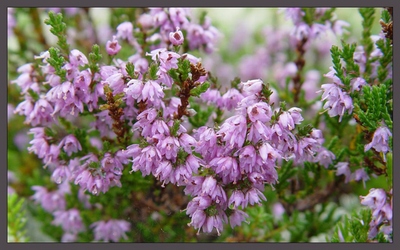 �������� ��������: ������� ��������, ���������� �������, ������, ������������, ����������, �����, ��������� ������������, ���, ��������, ��������, ������� �������� �����, ��������, ���������-�����, ��������, ������, ������� �����, �����, ��������, ������� �������, �������, �����������, ������, ������, ������, ������� �����, �����.