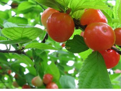 ������ ��������: �����.