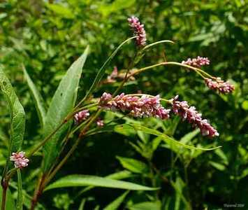 �������� ��������: ������� �����, ����� ��������, ������, ������� ��������.