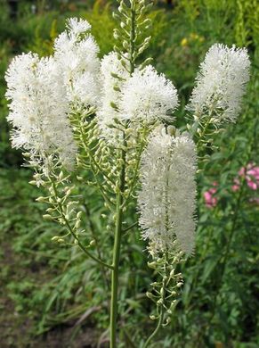 �������� ��������: �������� ��������, ����������.