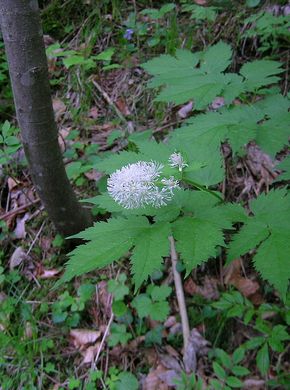 �������� ��������: �������� �������, �������� ��������, ���������� �����������, ������ ������, ������� ������������, ������� �����, ���������.