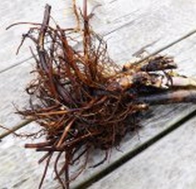 �������� ��������: �������� �������, �������� ��������, ���������� �����������, ������ ������, ������� ������������, ������� �����, ���������.