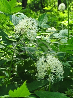 �������� ��������: ������� �������������, ������������ �����.