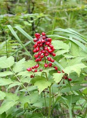 �������� ��������: ������� �������������, ������������ �����.