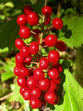 �������� ��������: ������� �������������, ������������ �����.