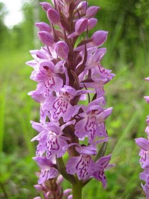 �������� ��������: �������� ���������, ��������� ������, �����.