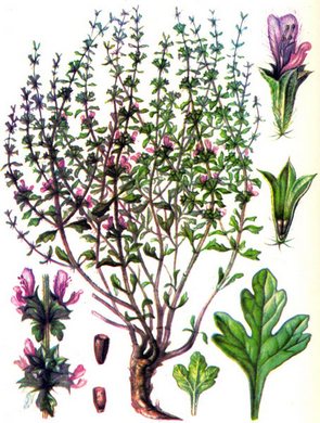 �������� ��������: �������� ����������, ���������� ����, ���� �������������, ���������.