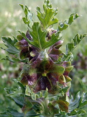 �������� ��������: �������� ����������, ���������� ����, ���� �������������, ���������.