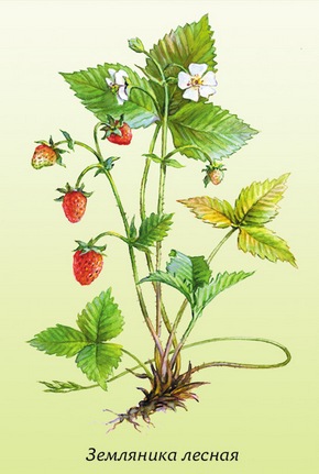 �������� ��������: ��������� ������, ������������, �������, �������.