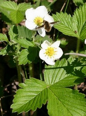 �������� ��������: ��������� ������, ������������, �������, �������.