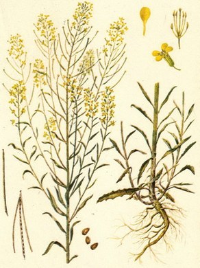 �������� ��������: ��������� �����.