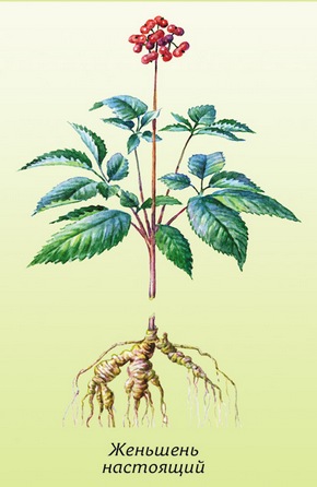 �������� ��������: �������� ���������, �������-������, ��� �����, ������ �����, ������, ������ ��������.