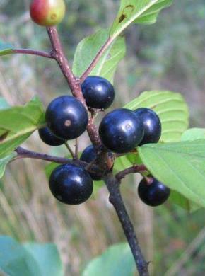 ������� ��������: ������ ������������, ������� ������������..