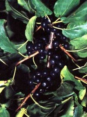 ������� ��������: ������ ������������, ������� ������������.