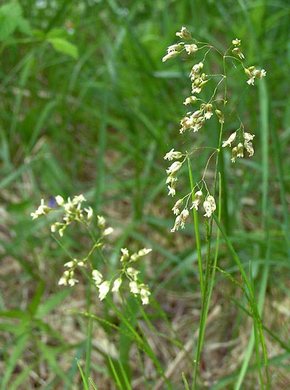 �������� ��������: �������� ��������, �������.