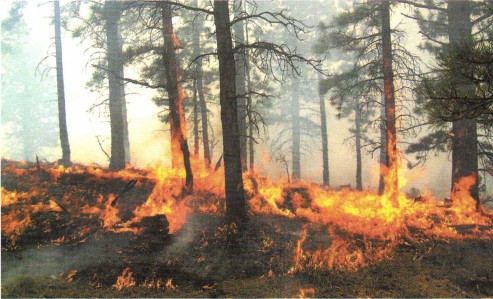 ������ ����������� ������������������