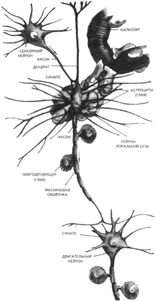 ������� ������� ��������� ��������� �����