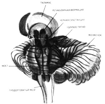 ��������� ������ �����, �������� ���� � �������