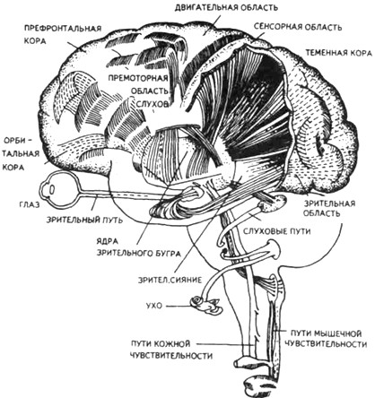 �������� ���� ������ ������������ (�� �. �������)