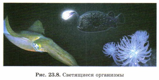 ���������� ���������