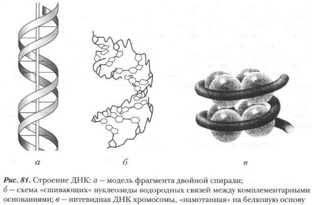 �������� ���