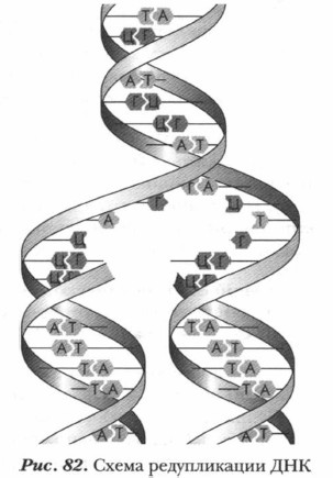 ������� ������� ���