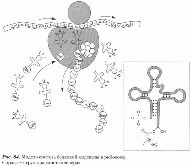 ������ ������� �������� �������� � ��������
