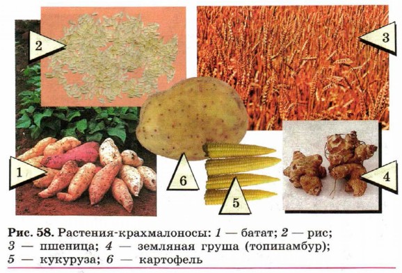 ��������-������������