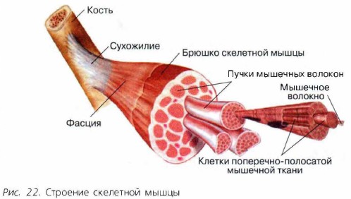 �������� ��������� �����