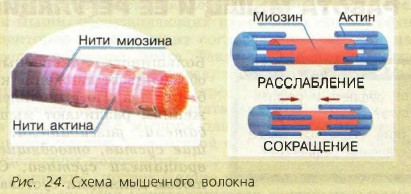 ����� ��������� �������