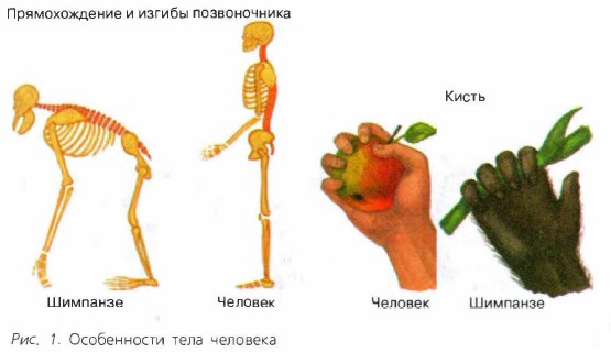 ����������� ���� ��������