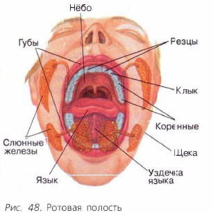 ������� �������