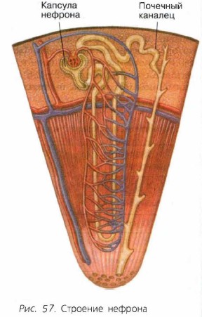 �������� �������