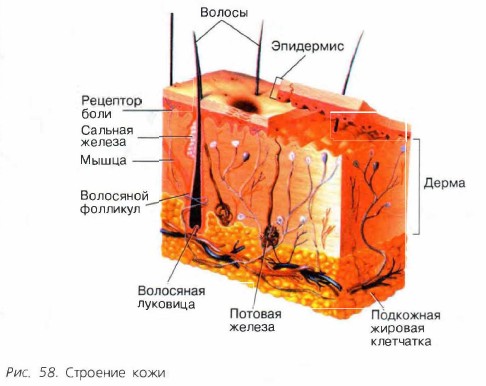 �������� ����