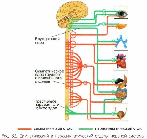 ������������� � ����������������� ������ ������� �������