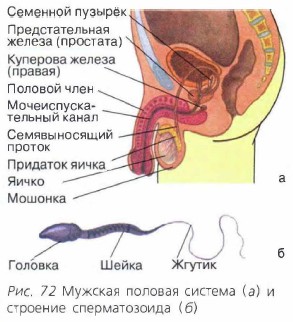 ������� �������