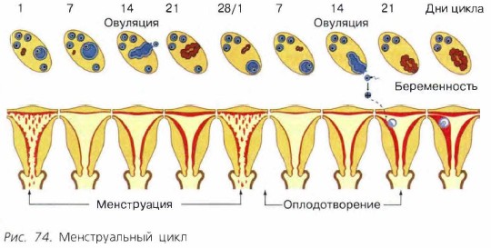 ������������� ����