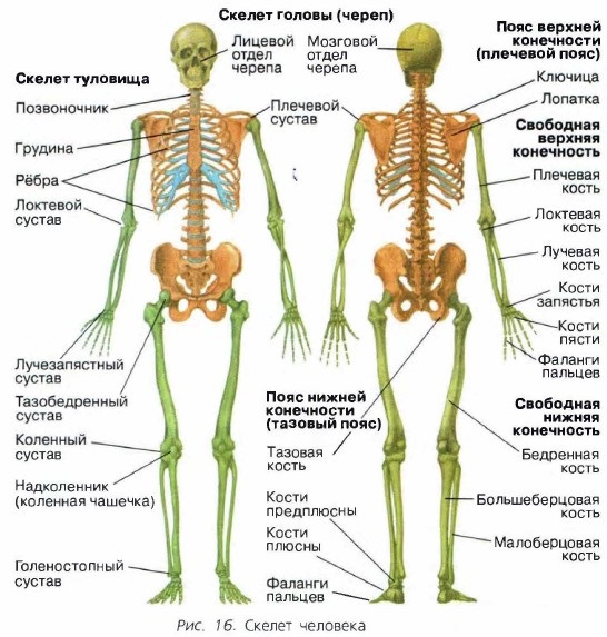 ������ ��������