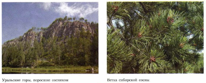 ��������� ����